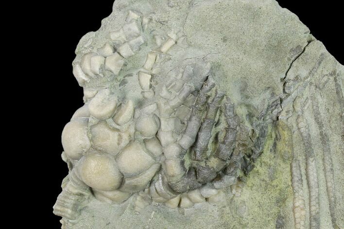 Fossil Crinoid (Cyathocrinites) - Crawfordsville, Indiana #132800